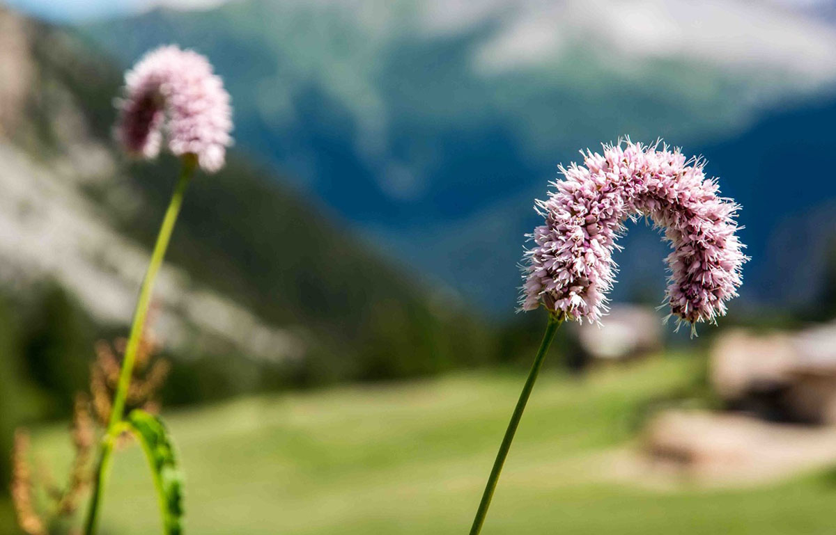 Bistorta officinalis